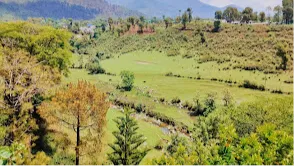 Palampur Tea Gardens
